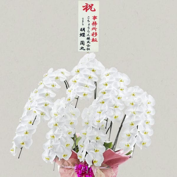 胡蝶蘭画像