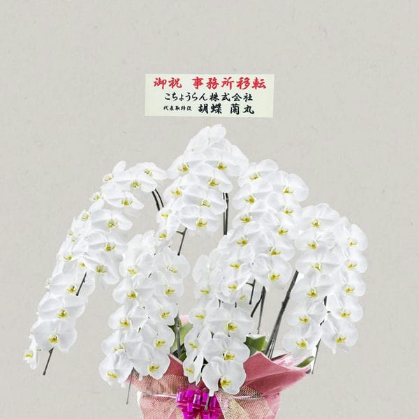 胡蝶蘭画像