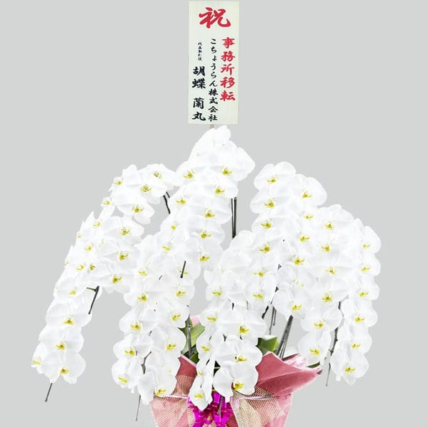 胡蝶蘭画像