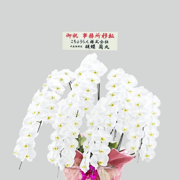 胡蝶蘭画像