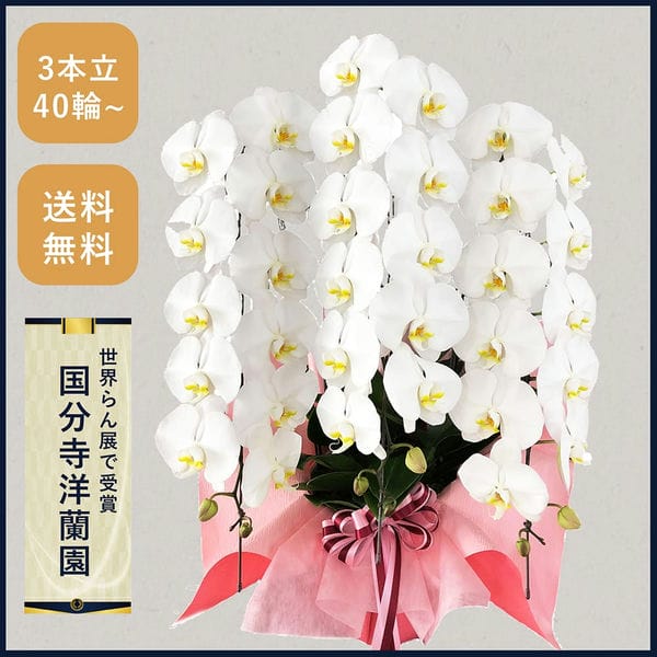 胡蝶蘭画像