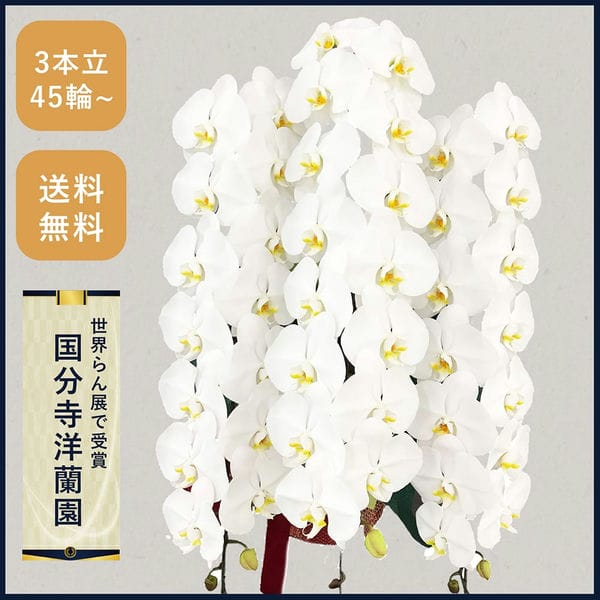 胡蝶蘭画像