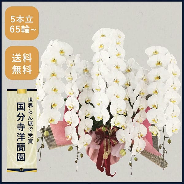 胡蝶蘭画像