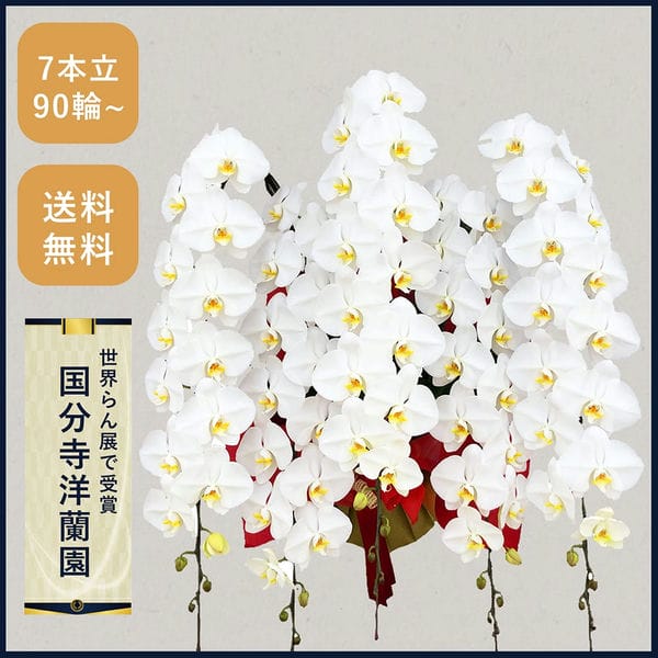 胡蝶蘭画像