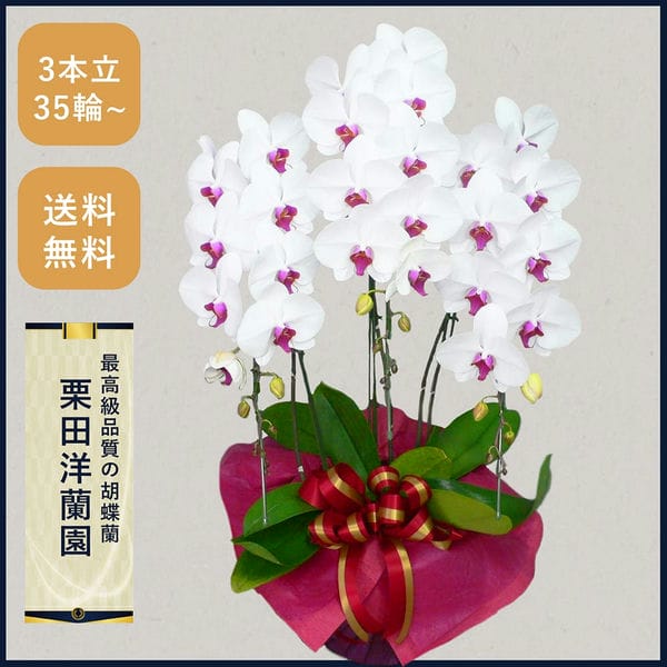 胡蝶蘭画像
