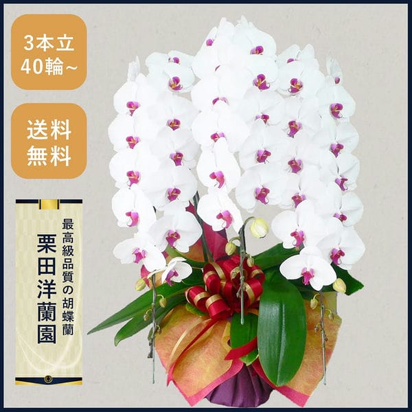 胡蝶蘭画像