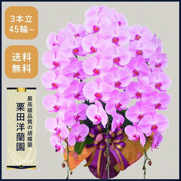 胡蝶蘭画像