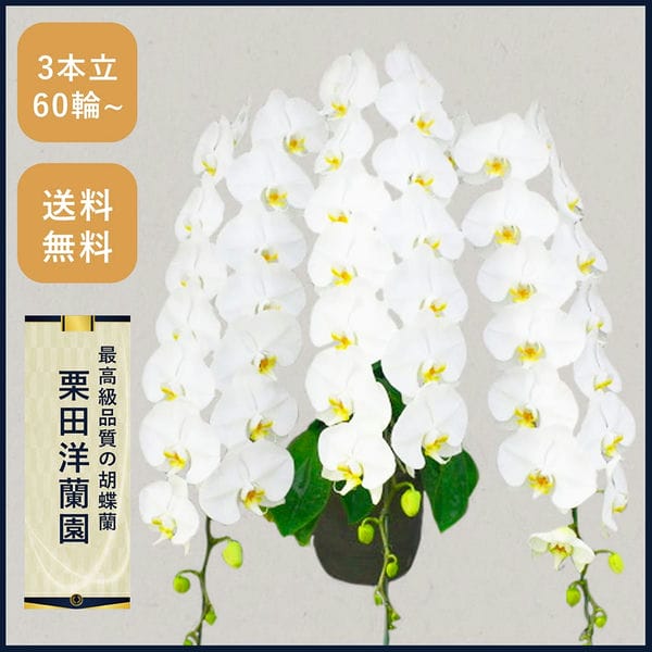 胡蝶蘭画像