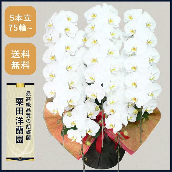 胡蝶蘭画像