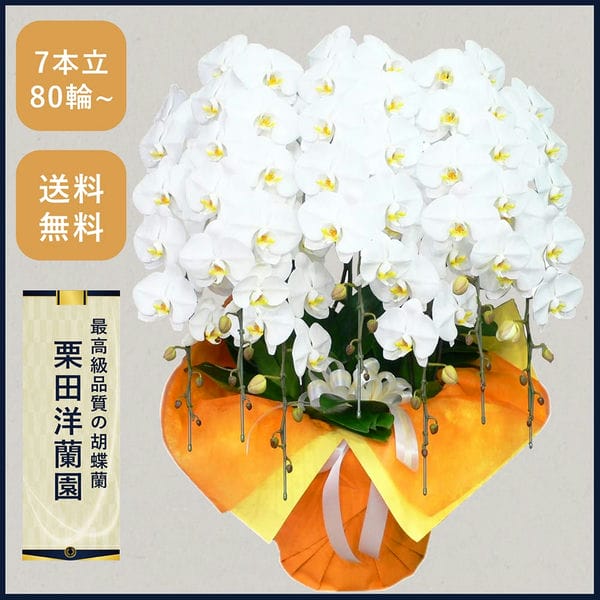 胡蝶蘭画像