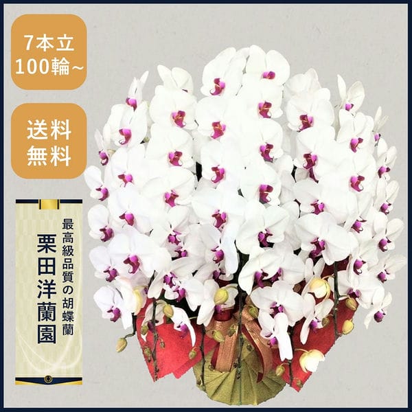 胡蝶蘭画像