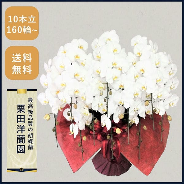 胡蝶蘭画像