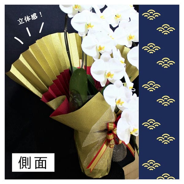 胡蝶蘭画像