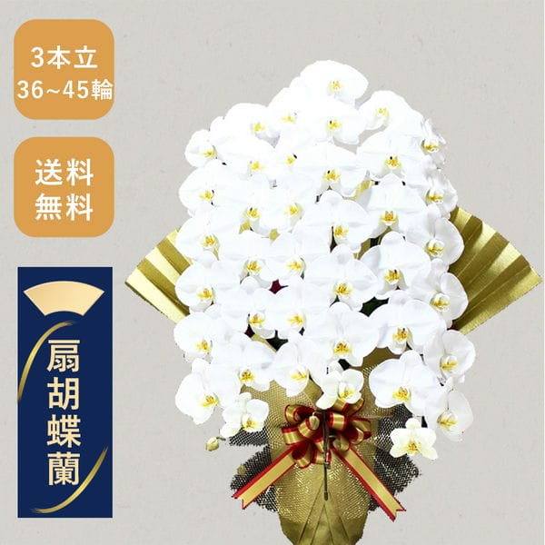 胡蝶蘭画像
