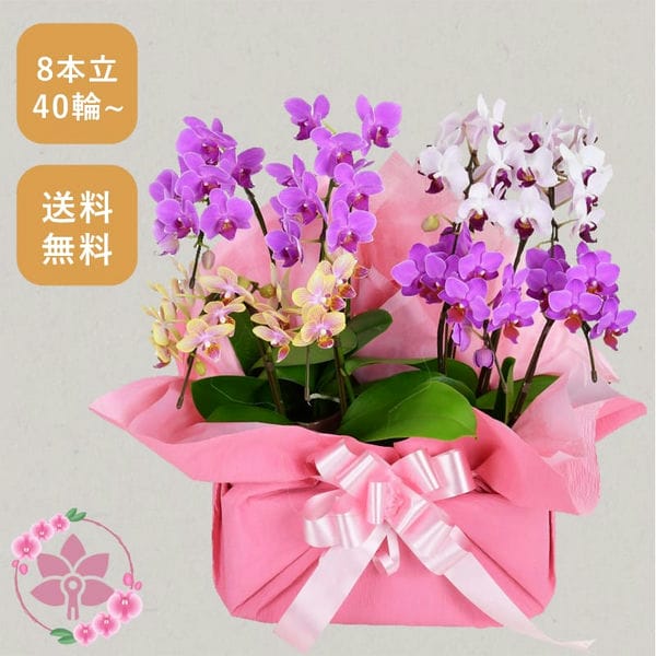 胡蝶蘭画像