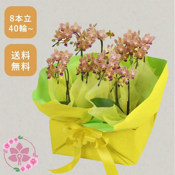 胡蝶蘭画像