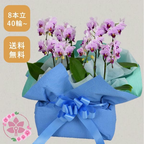 胡蝶蘭画像