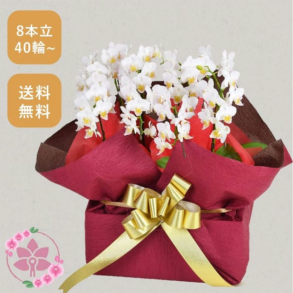 胡蝶蘭画像