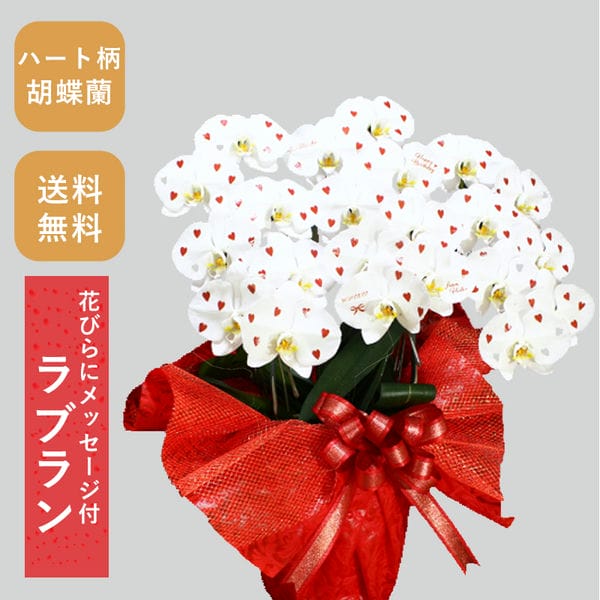 胡蝶蘭画像