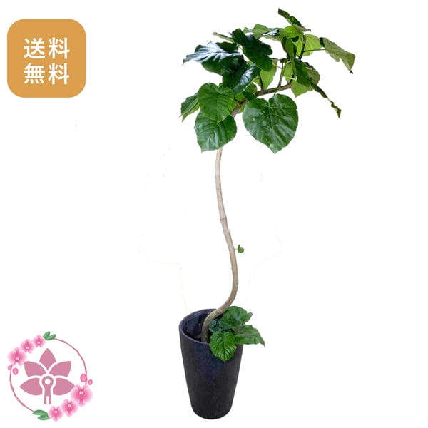 胡蝶蘭画像
