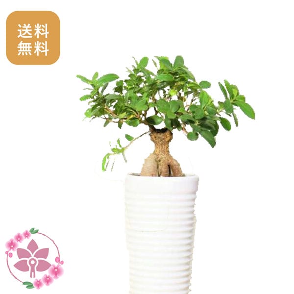 胡蝶蘭画像