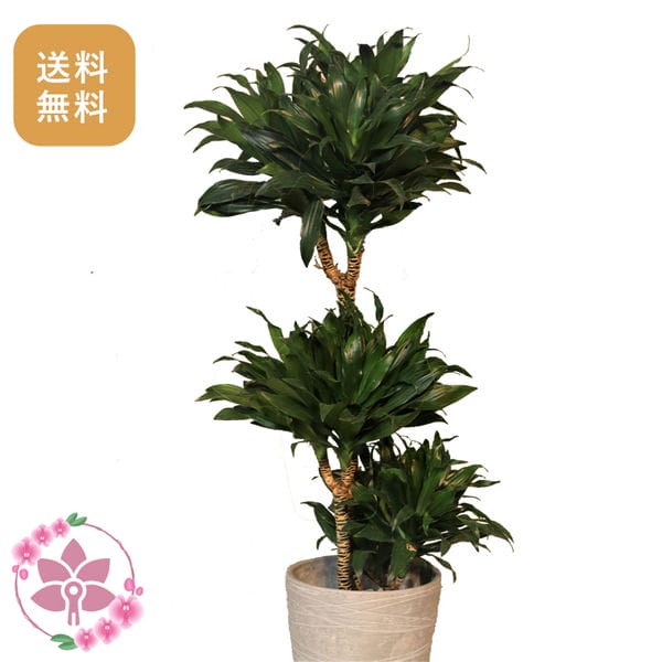 胡蝶蘭画像