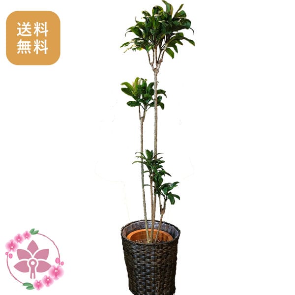 胡蝶蘭画像