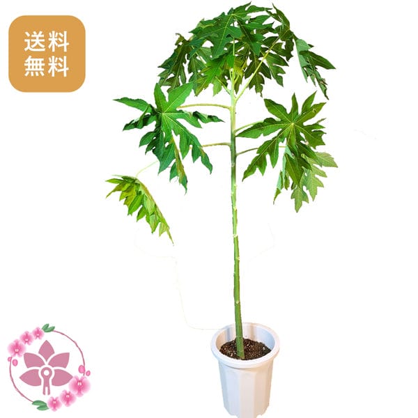 胡蝶蘭画像