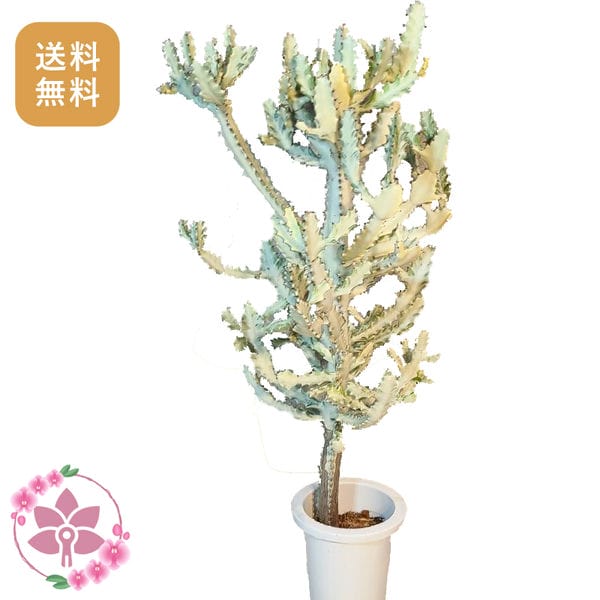 胡蝶蘭画像