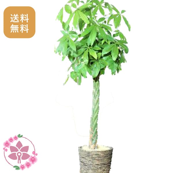 胡蝶蘭画像