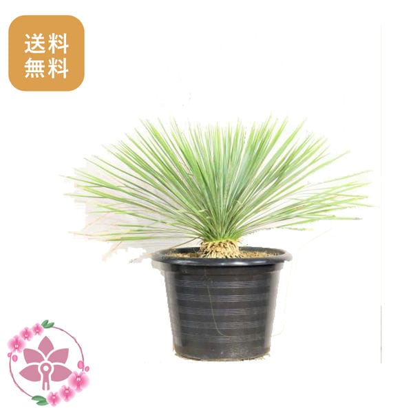 胡蝶蘭画像