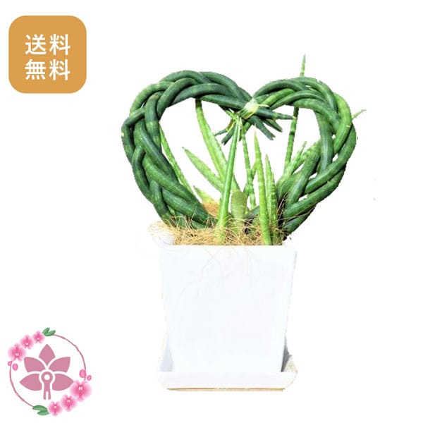 胡蝶蘭画像