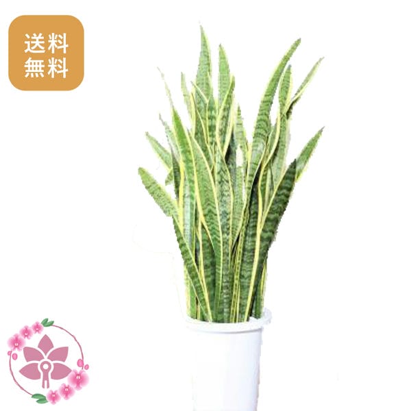 胡蝶蘭画像