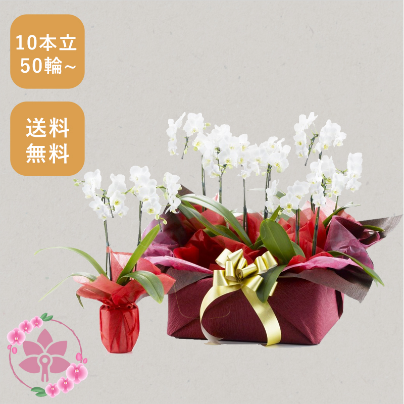 胡蝶蘭画像