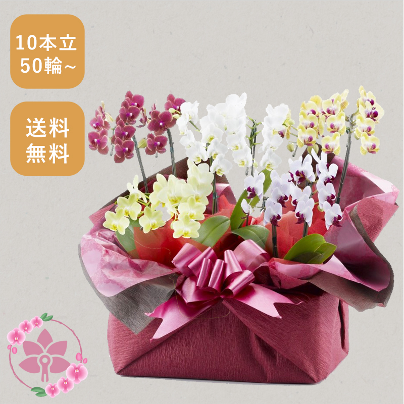 胡蝶蘭画像
