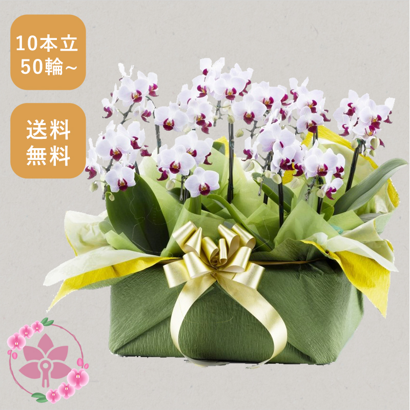 胡蝶蘭画像