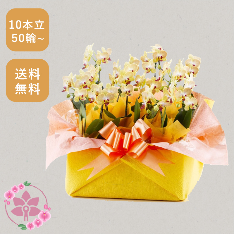 胡蝶蘭画像