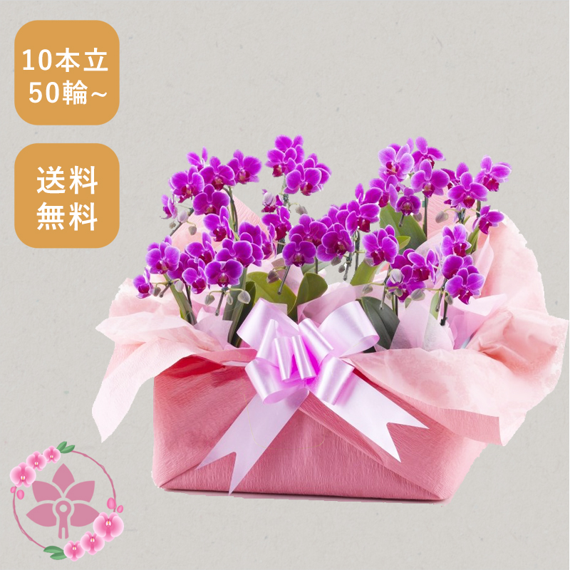 胡蝶蘭画像