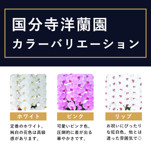 胡蝶蘭画像
