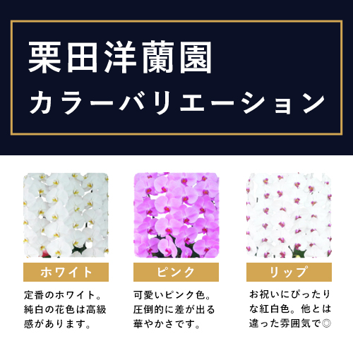 胡蝶蘭画像