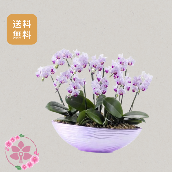 胡蝶蘭画像