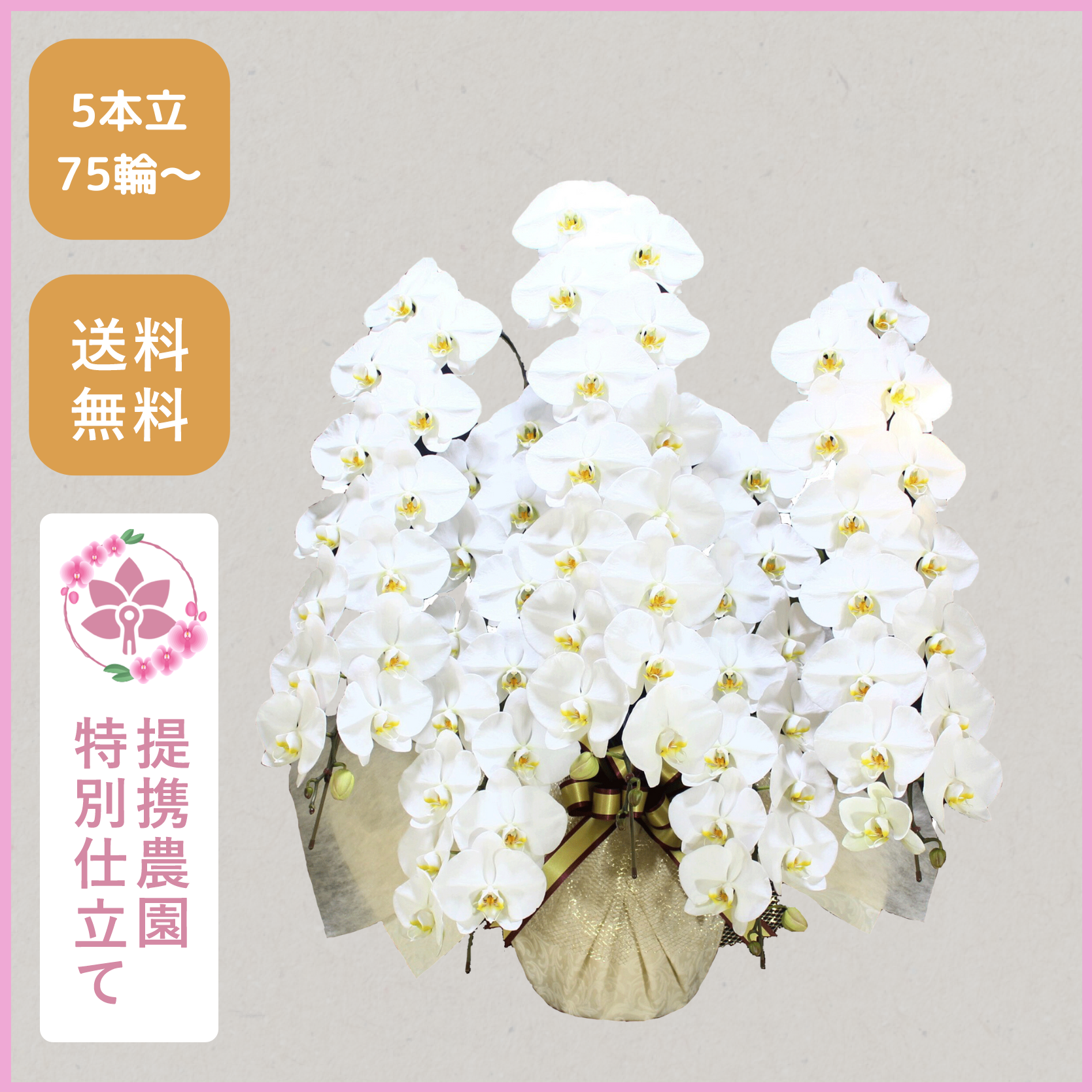 胡蝶蘭画像