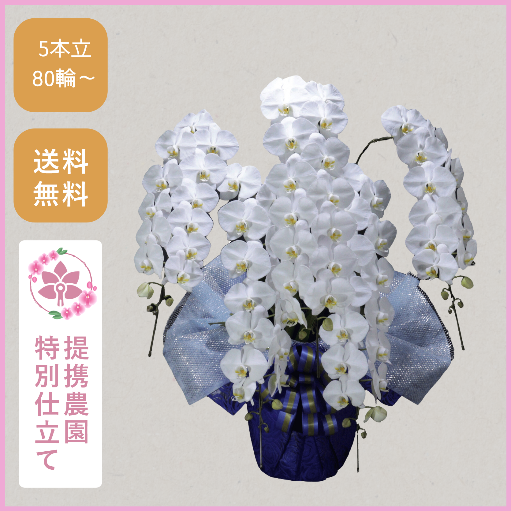 胡蝶蘭画像