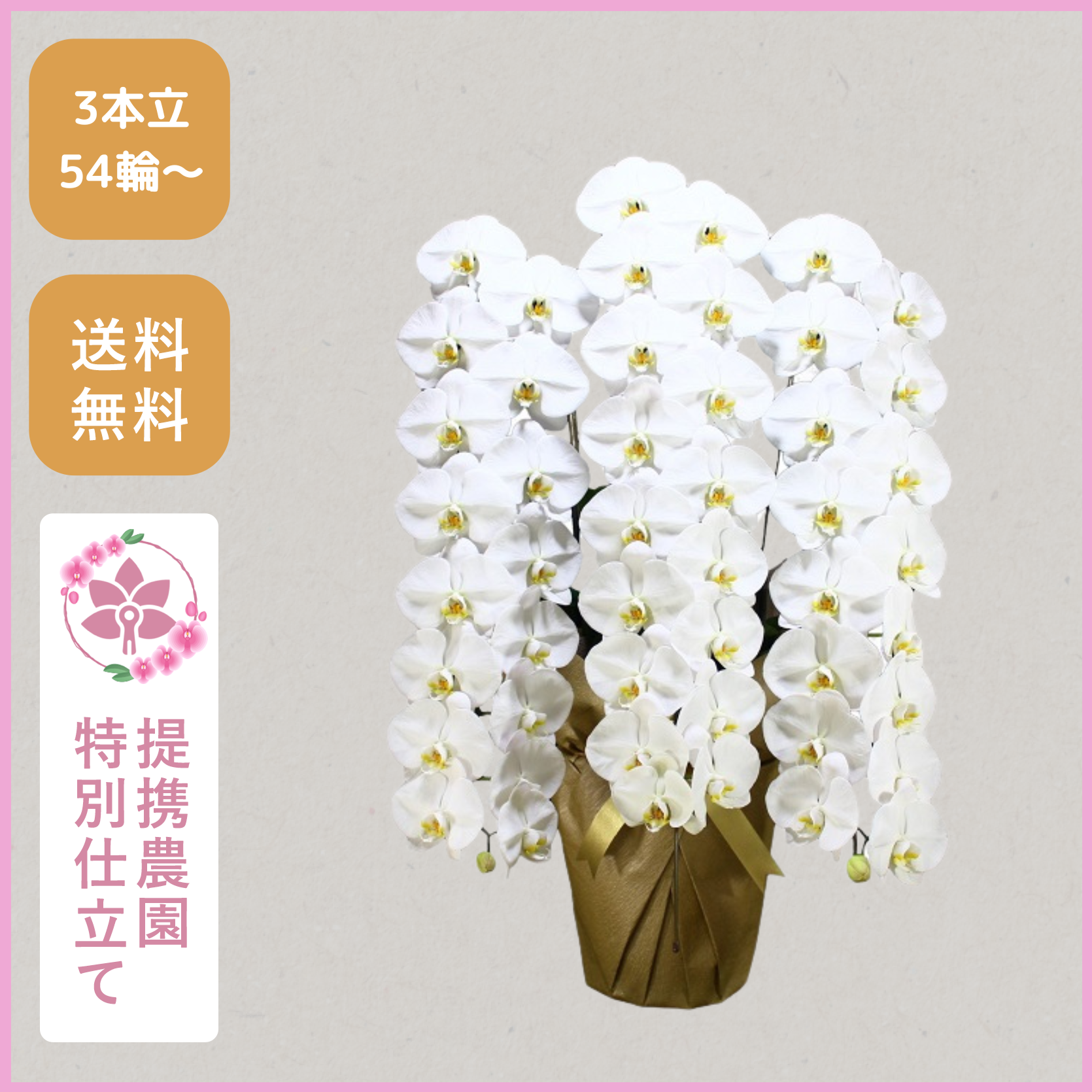 胡蝶蘭画像