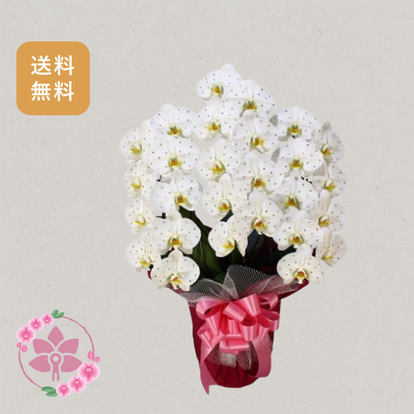 胡蝶蘭画像