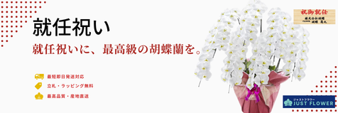 就任祝いの胡蝶蘭