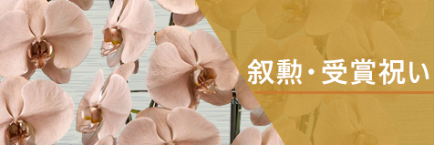 叙勲受賞祝い