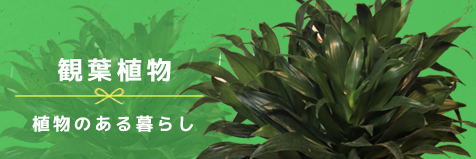 観葉植物