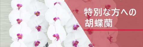 特別な方への胡蝶蘭