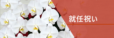 社長就任祝い
